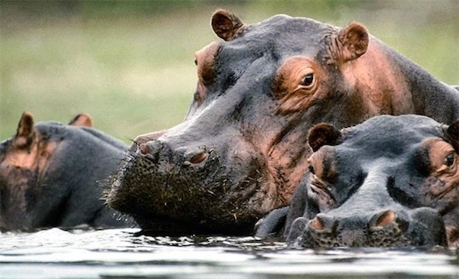 體重最重的偶蹄目動物 河馬體重可達(dá)4噸