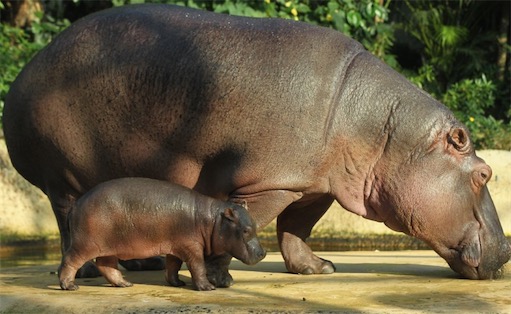 體重最重的偶蹄目動物 河馬體重可達(dá)4噸