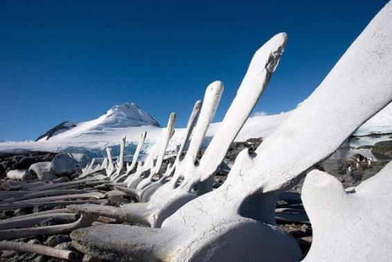 最荒涼地區南極洲:面積相當于1.5個中國卻無1人定居 最低氣溫-89℃