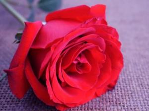 õ�廨�Z��õ�廨��������ʲô���x õ�廨�Z�ɫ����ʲôԢ��