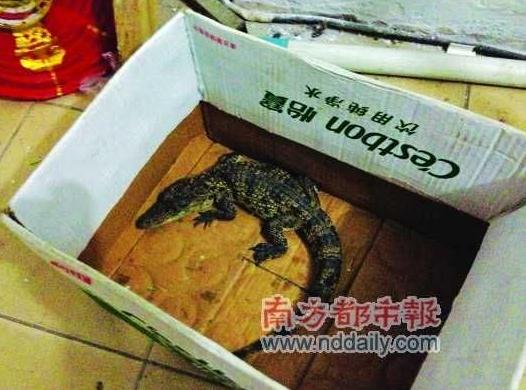 兒童在公園水池逮到兇猛小鱷魚,專家稱性情兇猛或傷人,不要隨意放生兇猛動(dòng)物