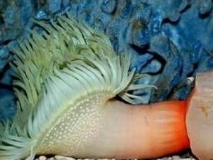 ?震驚，這是什么海洋生物長得如此有型？求鑒定