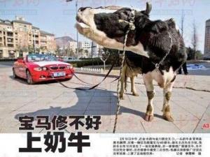 奶牛拉著寶馬車上馬路 車主維修受挫上演維權秀