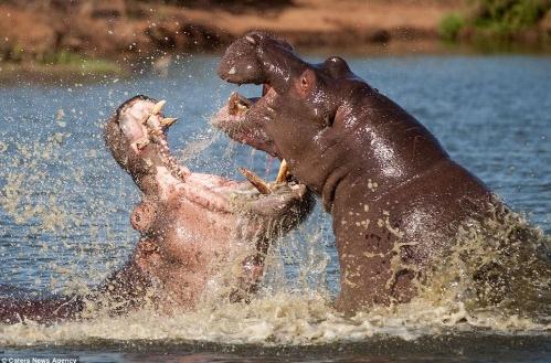 ץ���Ϸǃ��^���R���I�����l���𣬏��_Ѫ����˺ҧ�����D