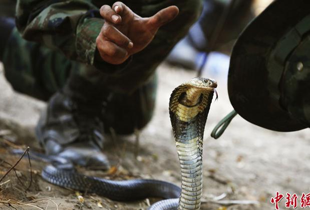 2013“金色眼鏡蛇”聯合軍演演習,美軍士兵叢林生存訓練生吃眼鏡蛇血組圖