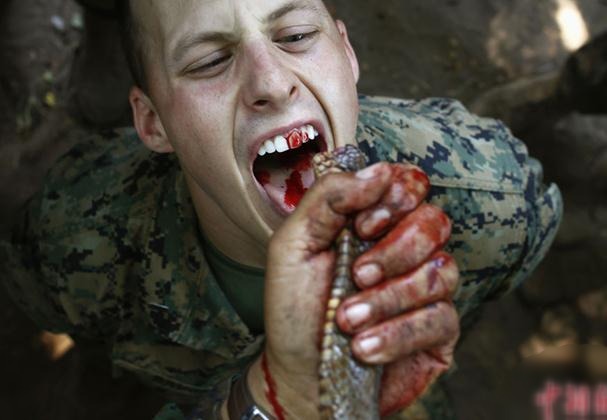 2013“金色眼鏡蛇”聯合軍演演習,美軍士兵叢林生存訓練生吃眼鏡蛇血組圖