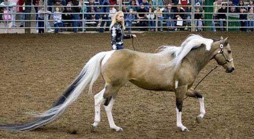 世界上尾巴最長的馬,是一匹名叫Summer的馬,Summer的尾巴長達3.81米。這一紀錄是美國堪薩斯測量證明得到的。