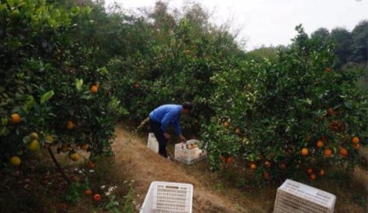 校花“替父代言賣酒”被重罰45000元 虛假推廣三農產品太缺德