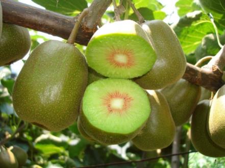 哺乳期能吃獼猴桃嗎?哺乳期吃獼猴桃的好處