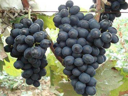 產(chǎn)婦坐月子能吃葡萄嗎?月子里可以吃葡萄嗎