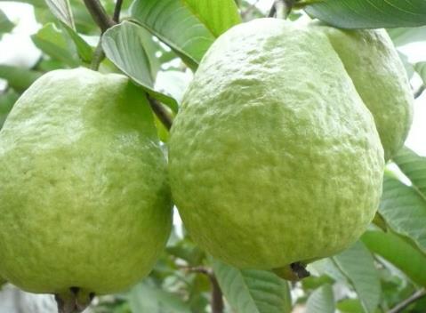 哺乳期能吃番石榴嗎?哺乳期吃番石榴的做法