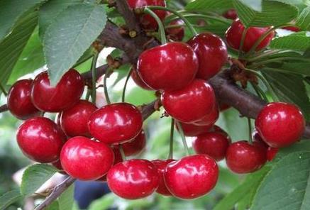 產婦能吃櫻桃嗎?產婦吃櫻桃的做法