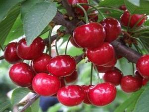 產婦能吃櫻桃嗎？產婦吃櫻桃的做法