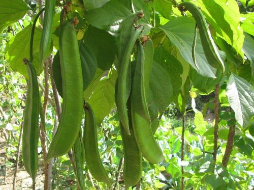 產(chǎn)婦吃刀豆有什么好處?產(chǎn)婦吃刀豆的做法