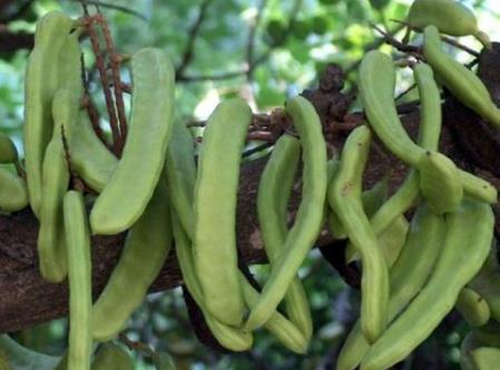 哺乳期吃刀豆有什么好處?哺乳期吃刀豆的做法