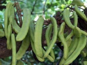 ?哺乳期吃刀豆有什么好處?哺乳期吃刀豆的做法