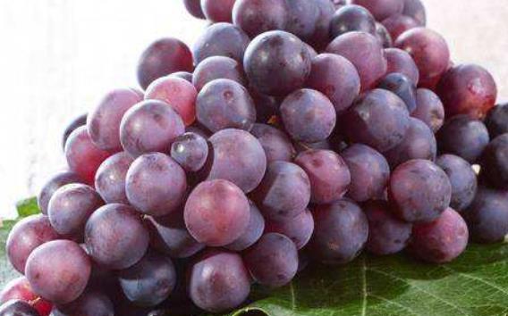 選擇食譜進行調(diào)養(yǎng)是很好的選擇 推薦6種產(chǎn)婦補氣血的食物