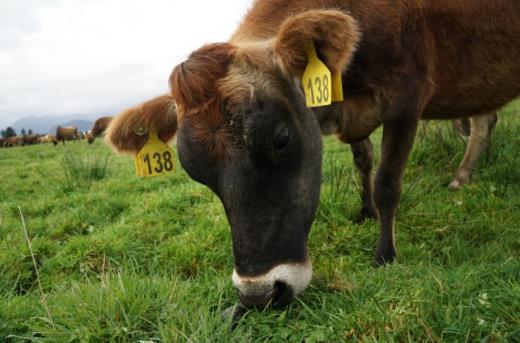 新西蘭奶粉哪個(gè)牌子好 美納多富含原生乳蛋白