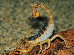 野外蝎子螫傷的急救方法