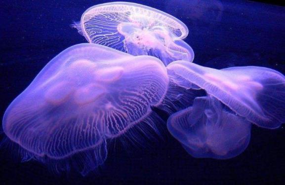 被水母蜇傷怎么辦?被水母蜇傷怎么及時自救