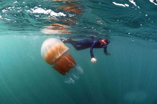 被水母蜇傷怎么辦?被水母蜇傷怎么及時自救