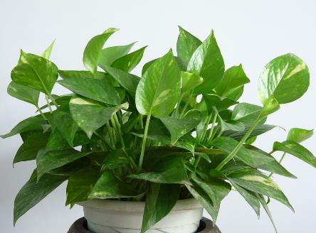 花草減壓:取悅你的感官世界、取悅生活很簡單