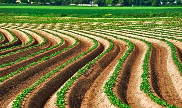 一畝地等于多少平方米?農村一畝地有多長多寬(土地單位換算技巧)