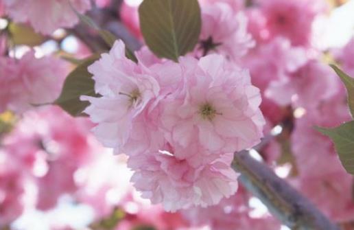 2021清明節(jié)去武漢還能看到櫻花嗎?武漢2021年五一還有櫻花嗎