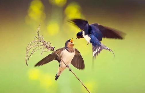 節氣三候是什么意思?春分三候是什么?