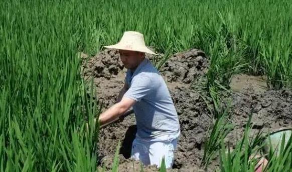 怎么申請(qǐng)耕地地力保護(hù)補(bǔ)貼?耕地地力保護(hù)補(bǔ)貼的政策是什么?