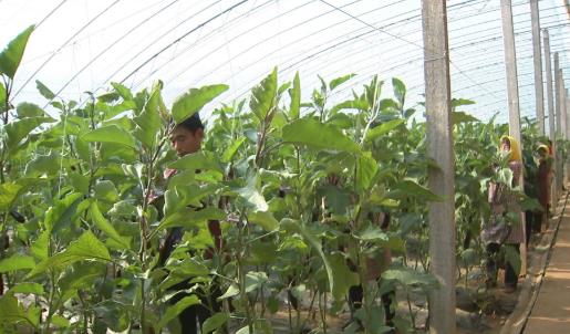 2021貧困戶脫貧還有啥優惠政策?2021年脫貧了會取消低保嗎?