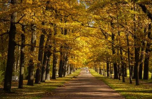 農民砍伐自己家的樹要手續嗎?自己砍伐多少棵樹木會被判刑?