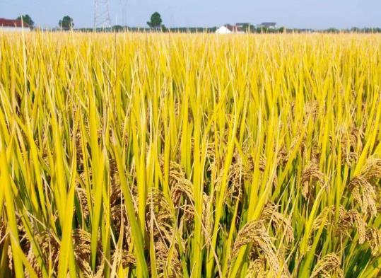 農(nóng)村糧食補(bǔ)貼歸哪個(gè)部門管?戶主去世了糧補(bǔ)還正常發(fā)放嗎?