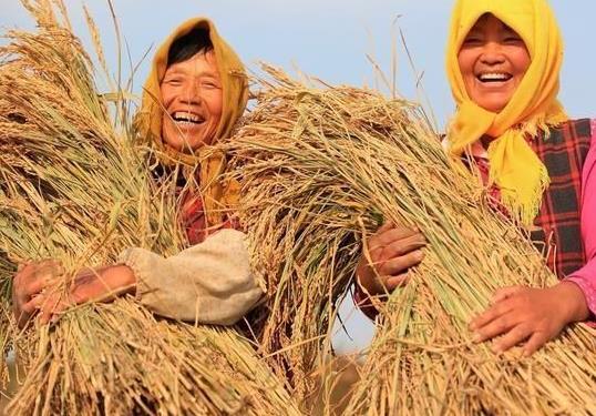 怎么查詢糧食補(bǔ)貼有沒(méi)有到賬?戶主死亡怎么變更糧補(bǔ)?