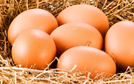 如何分辨小雞的公母?如何挑選種雞蛋?