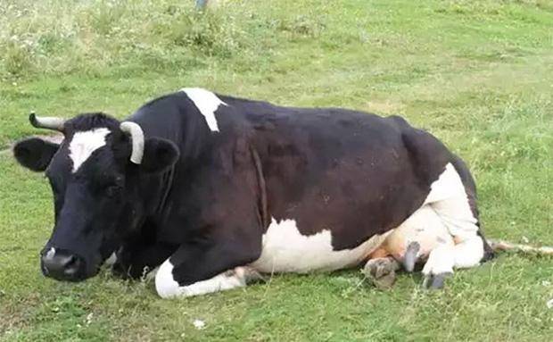 �_��ȫ�������������Ƭ �����^�ď���