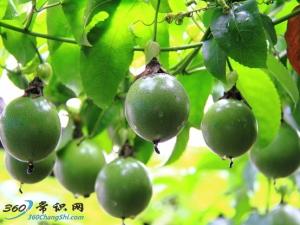 百日咳怎么治？治療百日咳的偏方