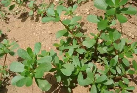 馬齒莧怎么煮能治皮膚?馬齒莧水洗頭后要用自來水沖干凈嗎