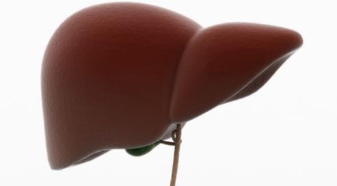 男人如何預防脂肪肝 得了脂肪肝該怎么辦