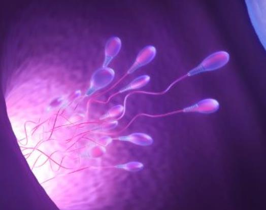 精子的質(zhì)量標(biāo)準(zhǔn) 精子質(zhì)量如何提升