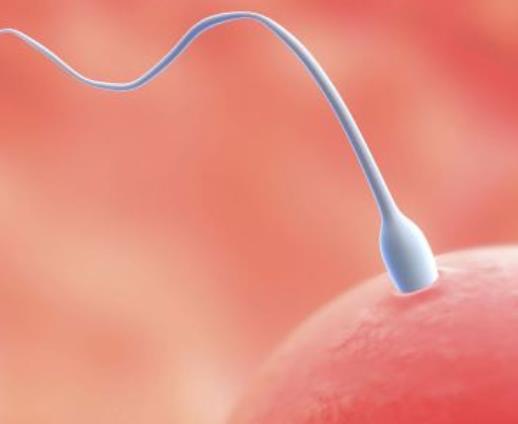 精子的質(zhì)量標(biāo)準(zhǔn) 精子質(zhì)量如何提升