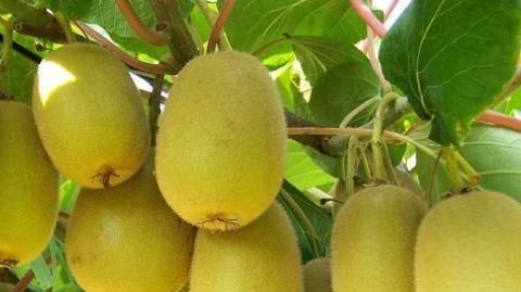 男人的陰莖非常重要 推薦6種保護男人陰莖的方法