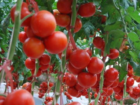 �����Ӿ�˥��