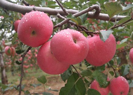 經期能吃蘋果嗎?經期吃蘋果好嗎