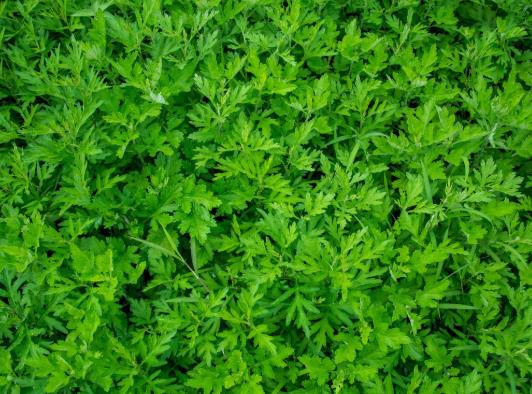 用了艾草大姨媽推遲怎么辦?為什么泡了艾草子宮會出血?