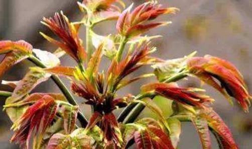 食物雖然不好聞但是營養價值卻驚人 女性應多吃這5種難聞的食物