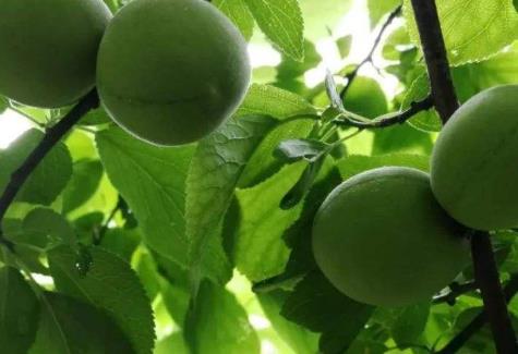 夏季適合食用生姜 女性夏季吃生姜更養生