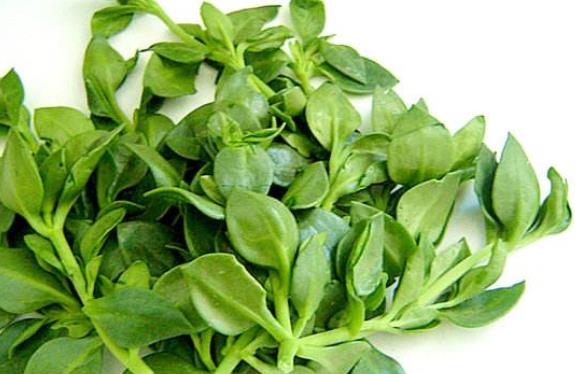 夏季天氣炎熱身體會出現很多不適癥狀 女人們夏天吃的6種蔬菜