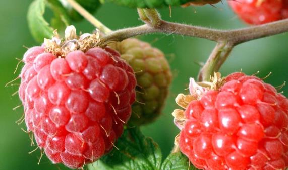 女性每天都要補(bǔ)充維生素 補(bǔ)充維生素的常見的中藥材