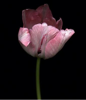 Ů����ֳ��11�N�DƬ��11�NŮ����ֳ�������w�D